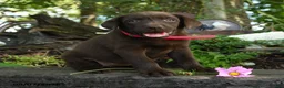 Labrador Retriever dogs for sale: Trixie - Ad 5