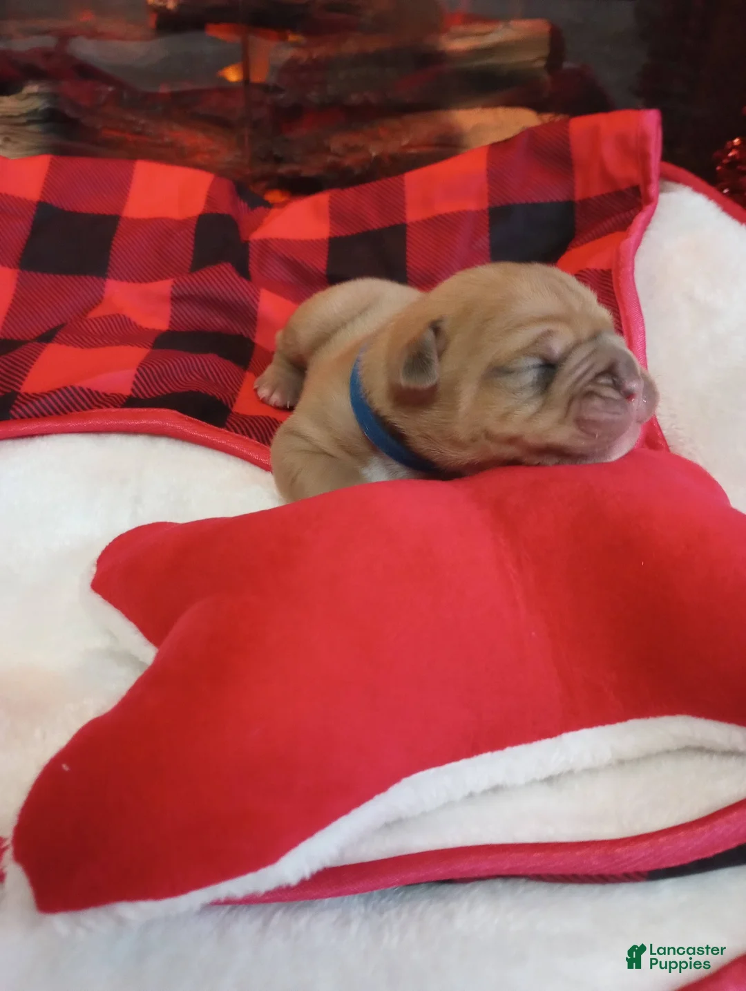 Olde English Bulldogge dogs for sale: Olde English Bulldogge Puppy 6 - Ad 8