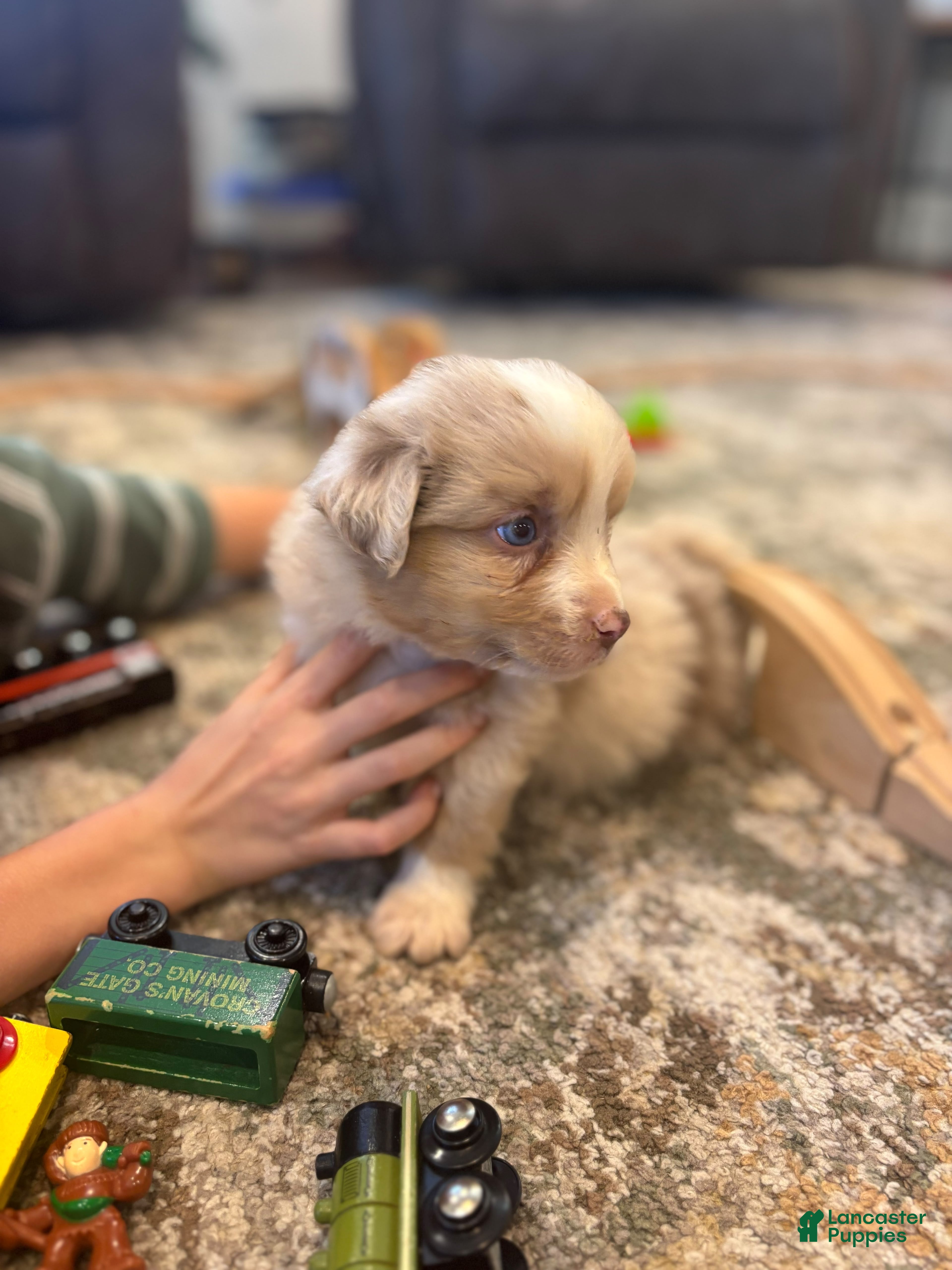 Miniature Australian Shepherd dogs Charlie  - Ad 2