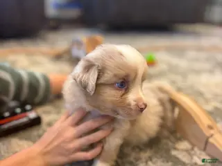 Miniature Australian Shepherd dogs Charlie - Ad 2