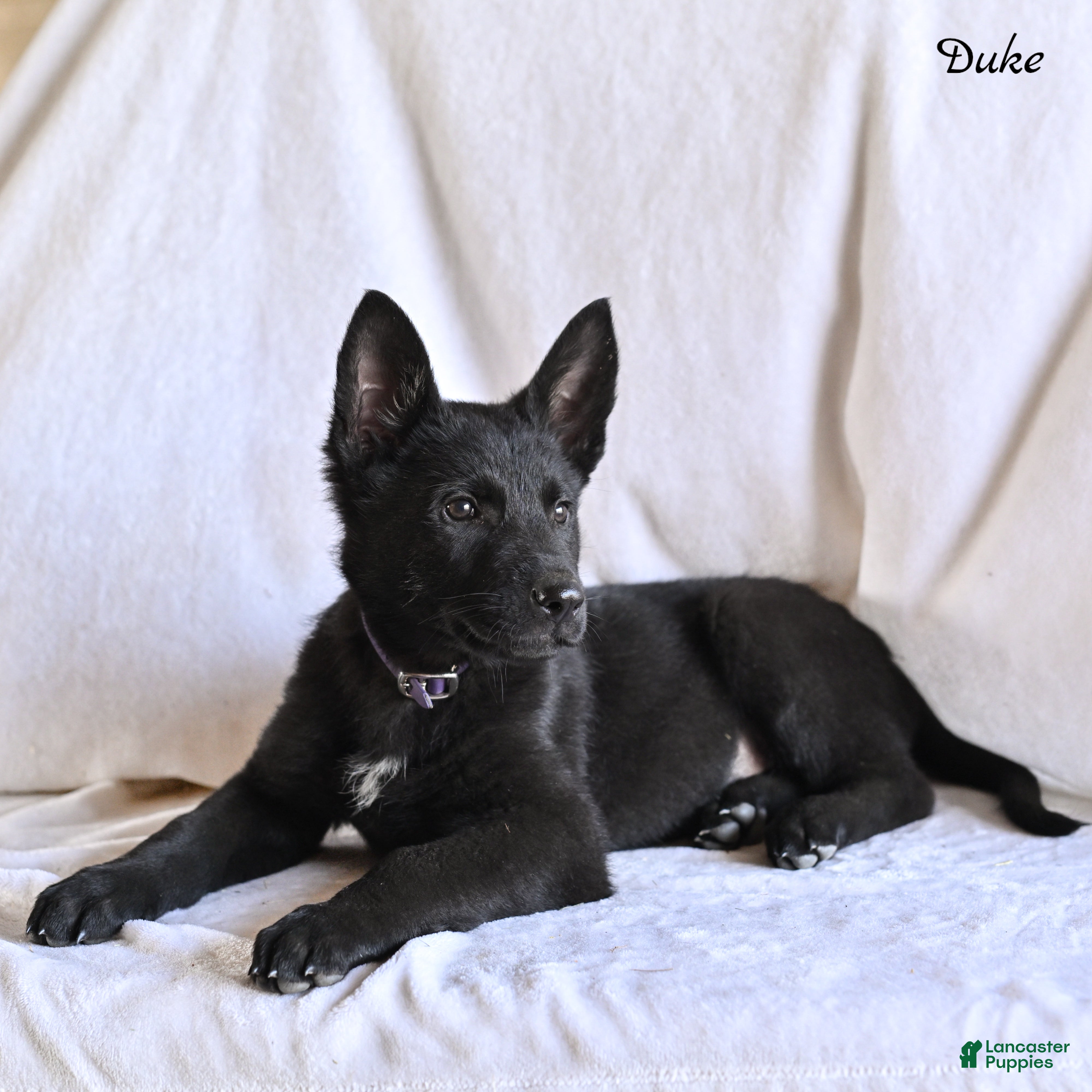 German Shepherd dogs Duke - Ad 1