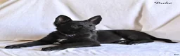 German Shepherd dogs for sale: Duke - Ad 1