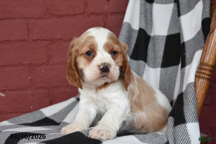 English Cocker Spaniel dogs Captain - Ad 2