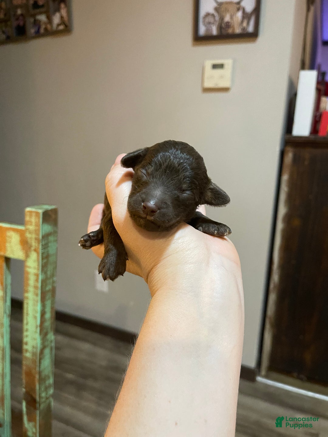 Miniature Poodle dogs for sale: Akc Clear Chocolate Phantom Boy 1 - Ad 7