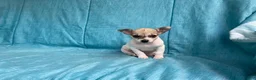 Chihuahua dogs for sale: Theodore - Ad 11