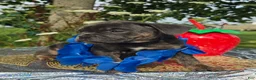 Olde English Bulldogge dogs for sale: Porter - Ad 3