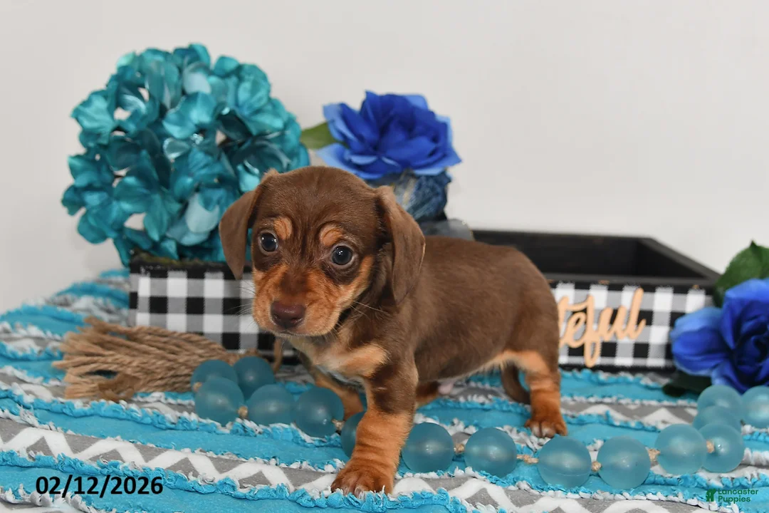 Miniature Dachshund dogs for sale: Cole - Ad 5