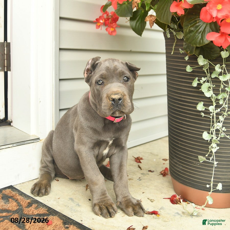 Cane Corso dogs Lucy  - Ad 1
