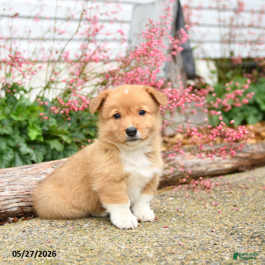 Welsh Corgi Pembroke dogs for sale: Paul - Ad 1