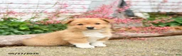 Welsh Corgi Pembroke dogs for sale: Paul - Ad 1