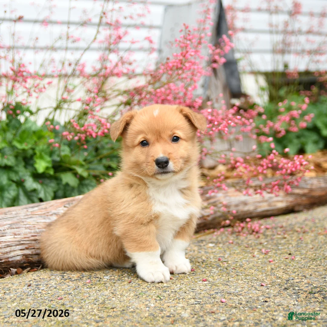 Welsh Corgi Pembroke dogs for sale: Paul - Ad 1