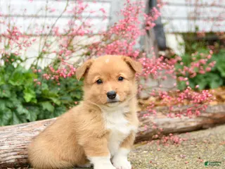 Welsh Corgi Pembroke dogs for sale: Paul - Ad 1