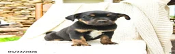 Mixed Breed dogs for sale: Honolulu - Ad 3