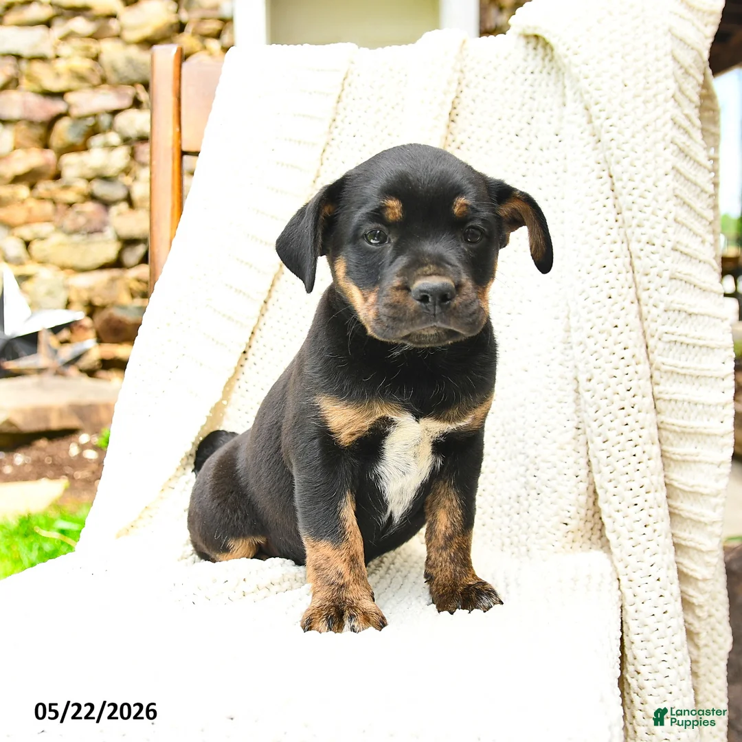 Mixed Breed dogs for sale: Honolulu - Ad 3