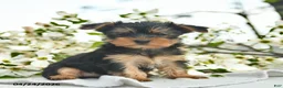 Yorkshire Terrier dogs for sale: Magnolia  - Ad 3