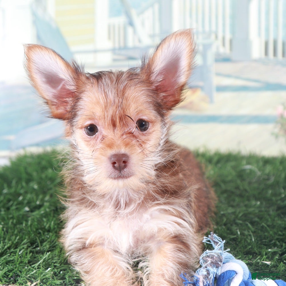 Mixed Breed dogs Baron Happy Little Havayork - Ad 1