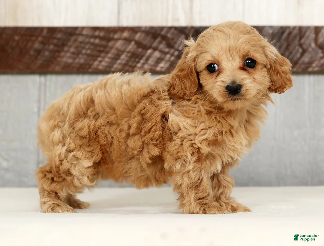 Cockapoo dogs for sale: Heidi - Ad 3