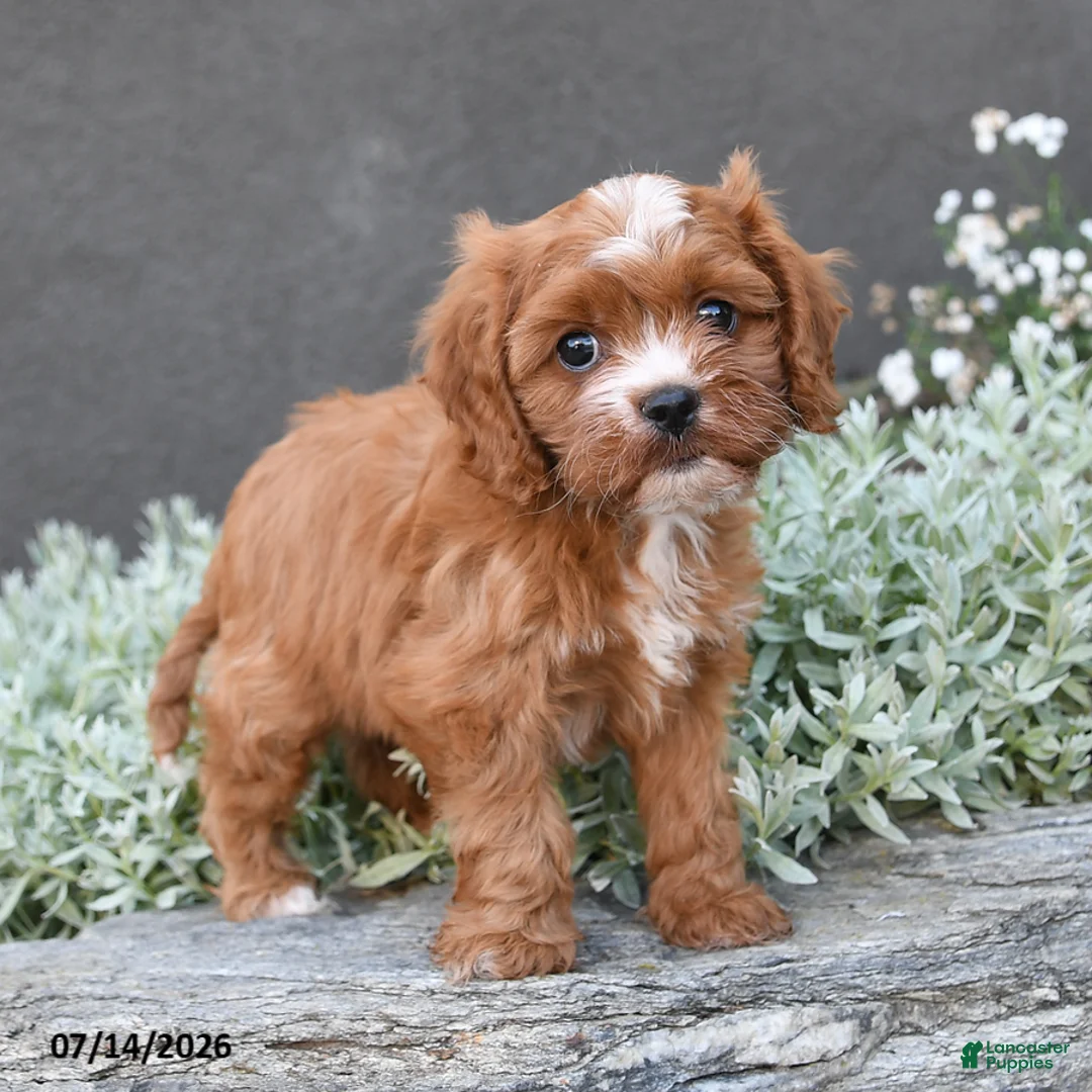 Daiquiri Cavapoo for sale in Strasburg | Lancaster Puppies