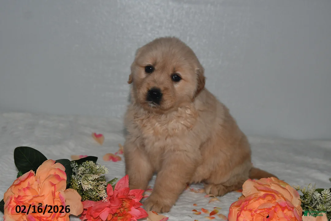 Golden Retriever dogs for sale: Lily - Ad 2