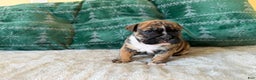 English Bulldog dogs for sale: Maple - Ad 3