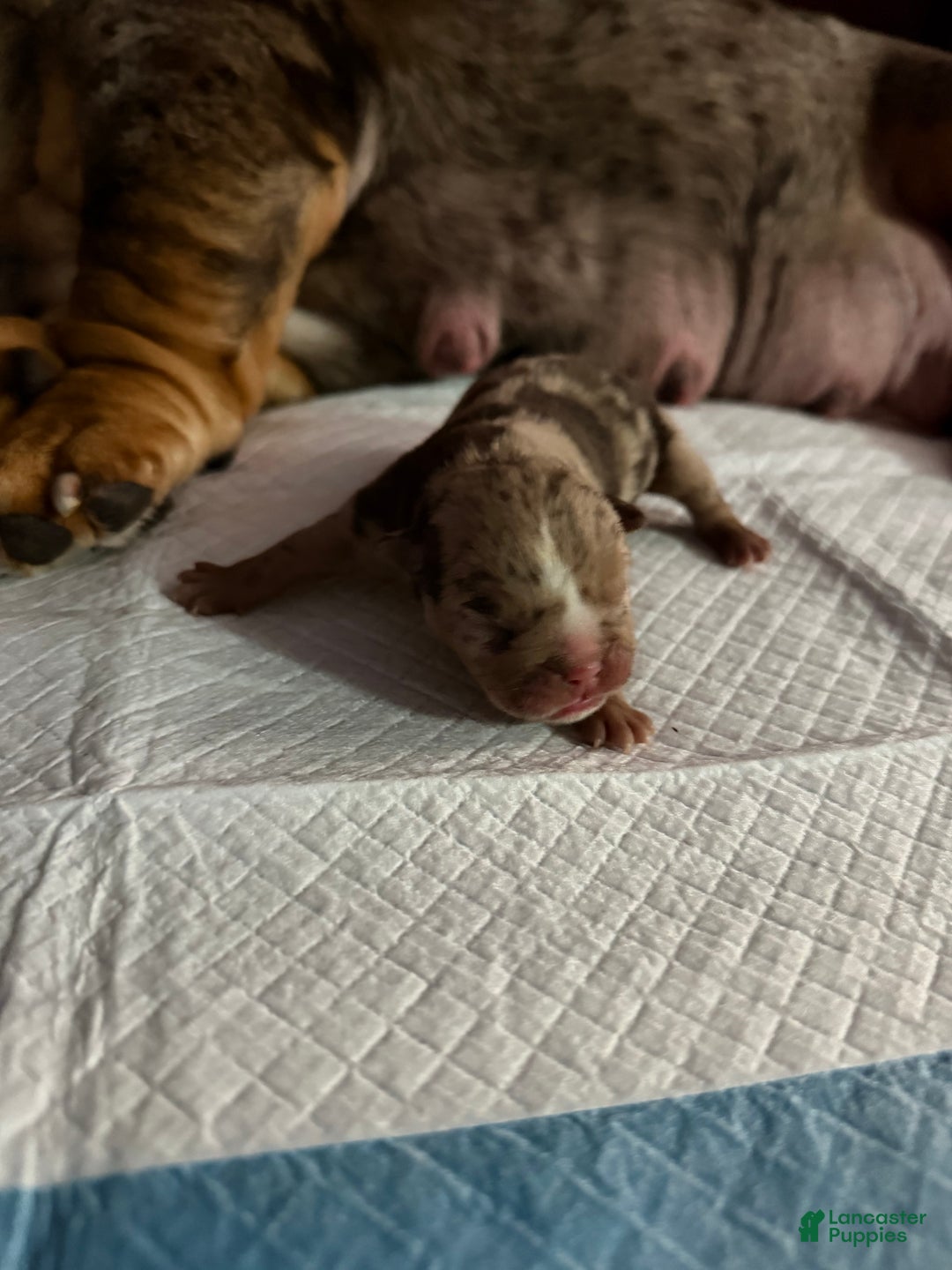 English Bulldog dogs for sale: McFlurry - Ad 1