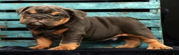 English Bulldog dogs for sale: Tinker - Ad 8
