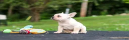 French Bulldog dogs for sale: Koby - Ad 9