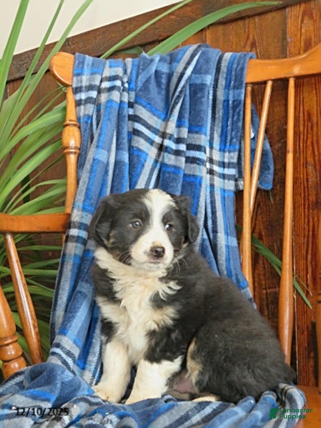 Miniature Australian Shepherd dogs for sale: Murphy - Ad 2