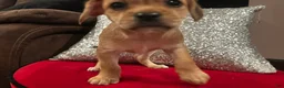 Mixed Breed dogs for sale: Mixed Breed 1 - Ad 5