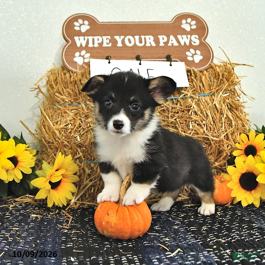 Gale (Pembroke Corgi, Male) in Topeka, IN