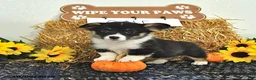 Welsh Corgi Pembroke dogs for sale: Gale - Ad 1