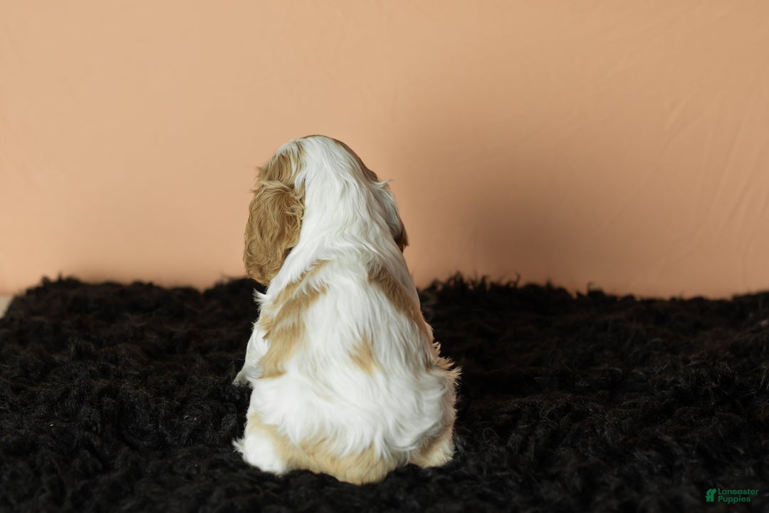 Cocker Spaniel dogs for sale: Pickles - Ad 5