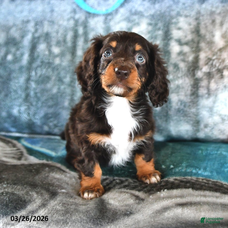 Miniature Dachshund dogs Betsy - Ad 2