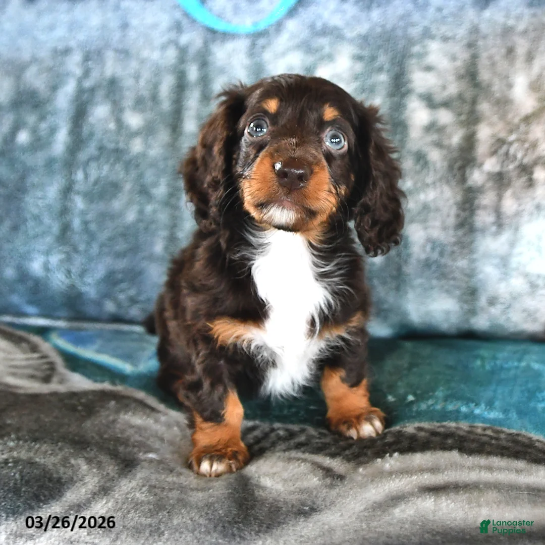 Miniature Dachshund dogs for sale: Betsy - Ad 2