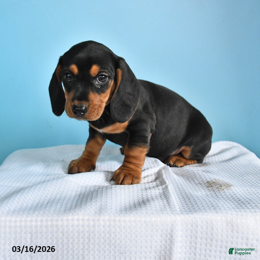 Mixed Breed dogs Ace - Ad 1