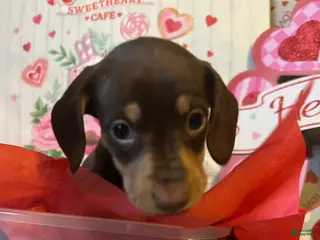 Miniature Dachshund dogs Miniature Dachshund Puppy 3 - Ad 11