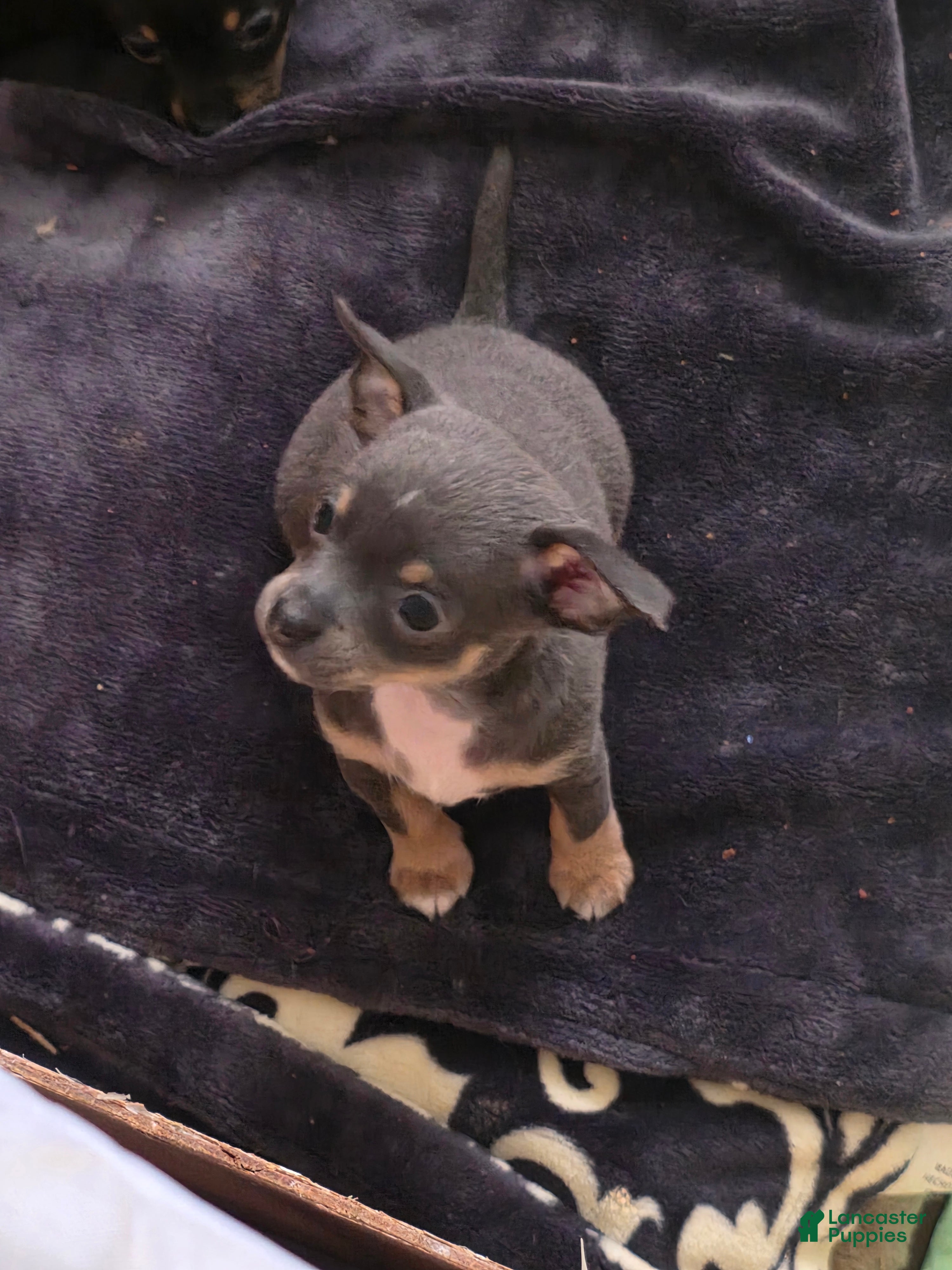 Chiweenie dogs Chiweenie Puppy 1 - Ad 2