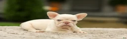 French Bulldog dogs for sale: Ace - Platinum - Ad 8