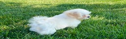Lhasa Apso dogs for sale: Princess - Ad 10