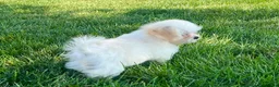 Lhasa Apso dogs for sale: Princess - Ad 10