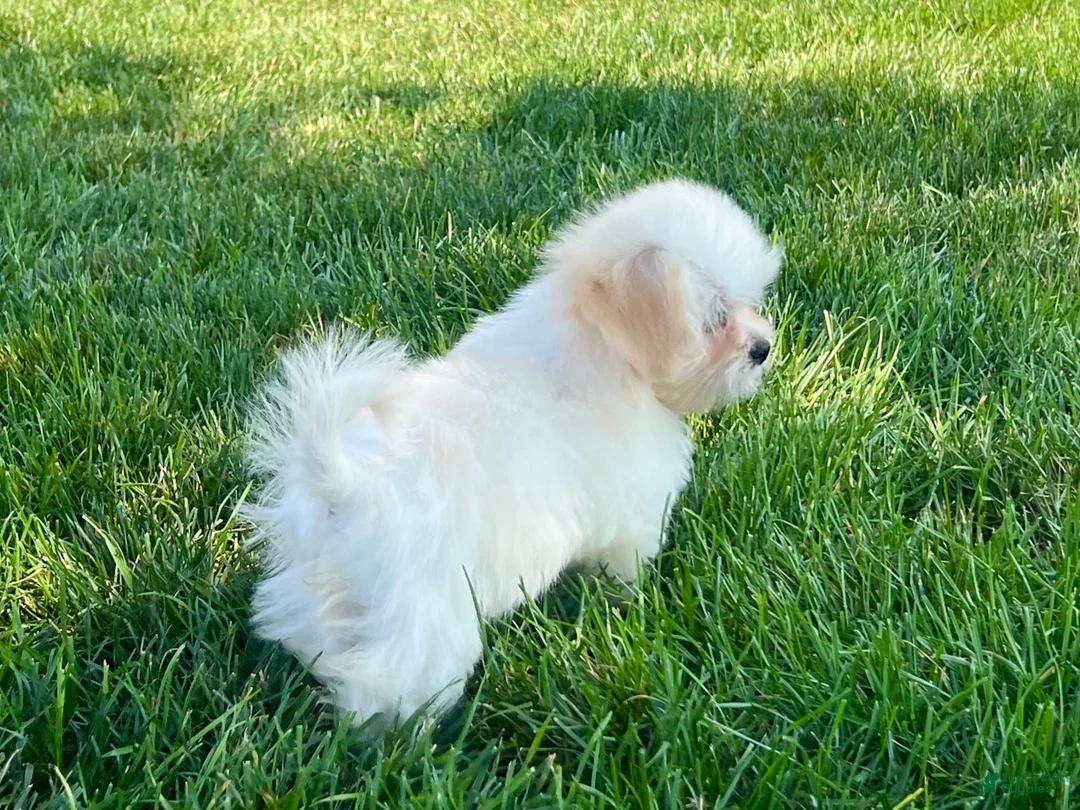 Lhasa Apso dogs for sale: Princess - Ad 10