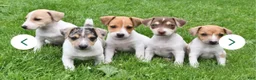 Jack Russell Terrier dogs for sale: Jack Russell Terrier 2 - Ad 4
