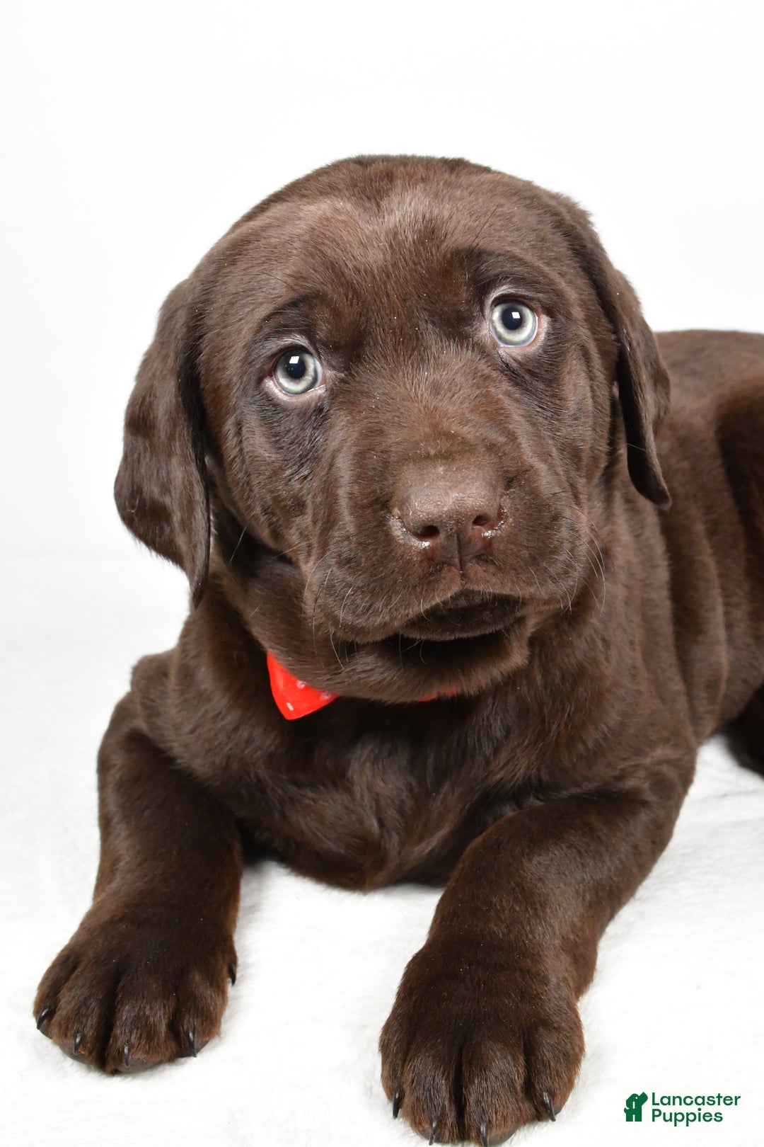 Labrador Retriever dogs for sale: Nugget - Ad 3