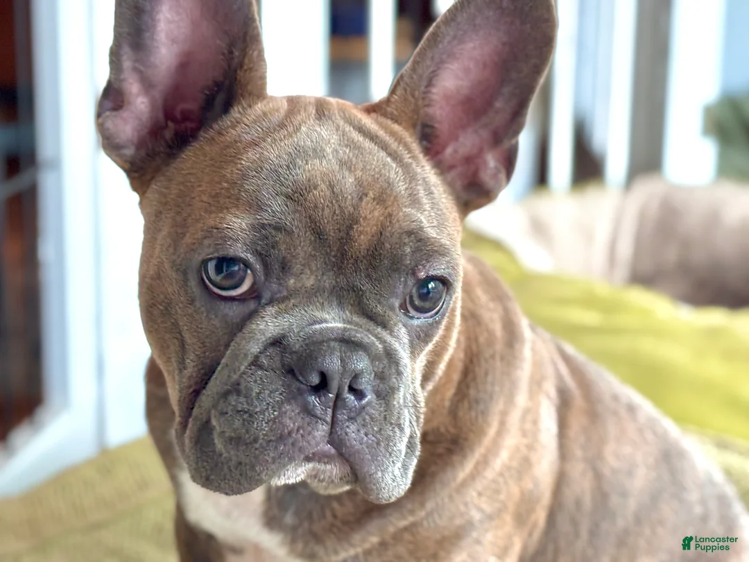 Frenchton dogs for sale: Hotei - Ad 1