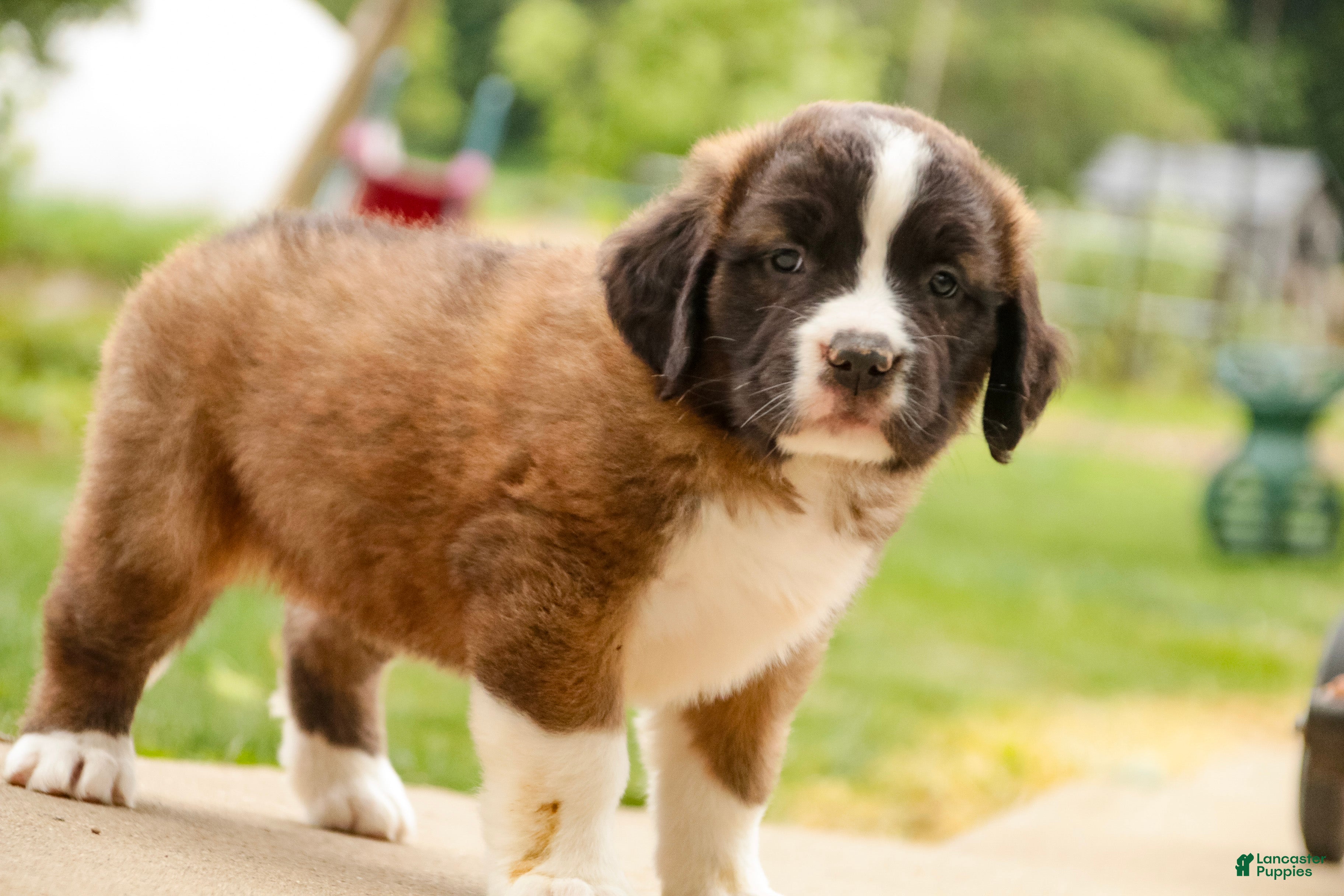 Saint Bernard dogs Wrenly - Ad 2