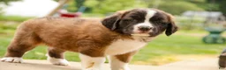 Saint Bernard dogs for sale: Wrenly - Ad 2