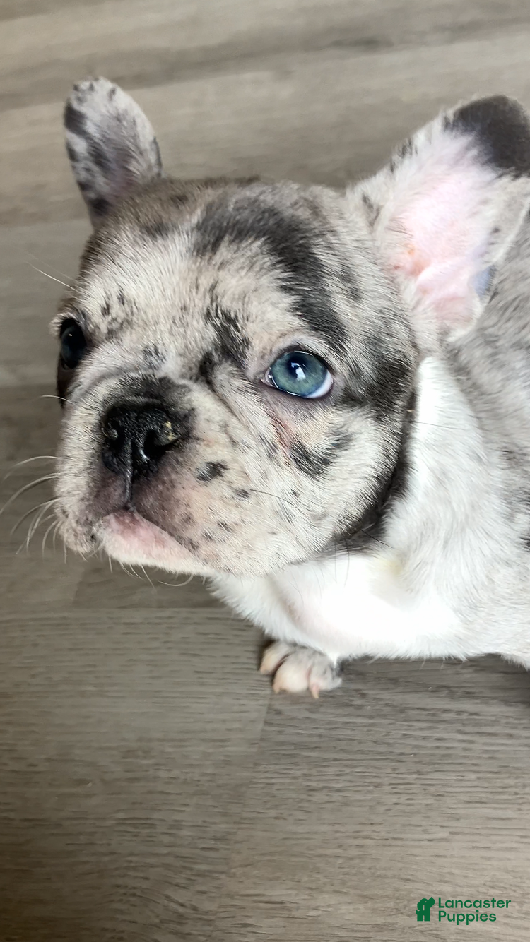 French Bulldog dogs Pebbles is TINY - Ad 17