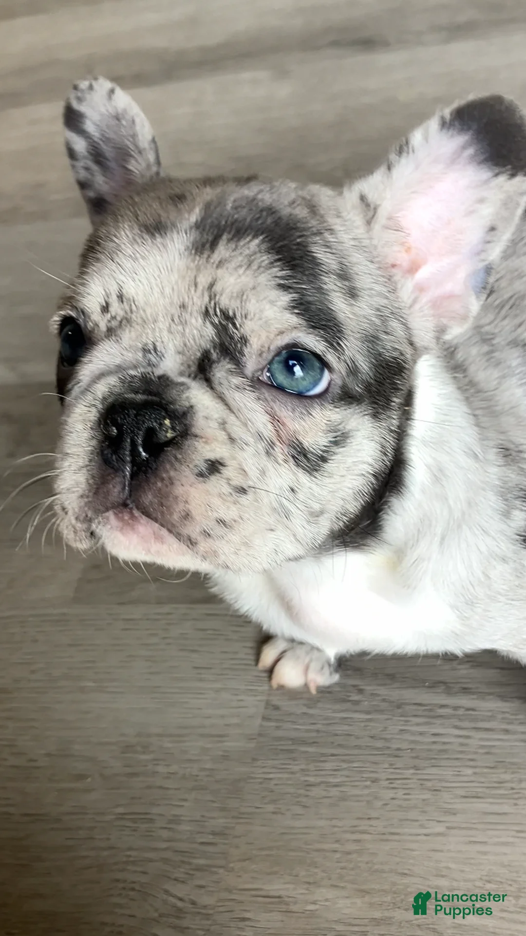 French Bulldog dogs for sale: Pebbles is TINY - Ad 1