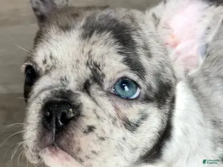 French Bulldog dogs for sale: Pebbles is TINY - Ad 1
