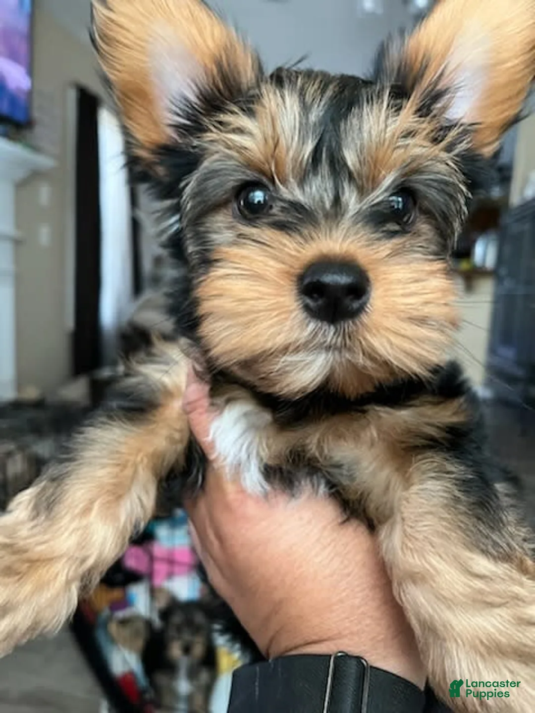 Gallery Image {{count}}